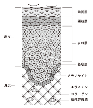 皮膚構造